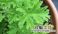 驱蚊草好养吗有毒吗 驱蚊草好养吗