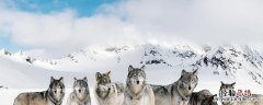 狼种类 狼种类战斗力排名