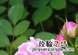 蔷薇怎么养 蔷薇怎么养才能更旺盛