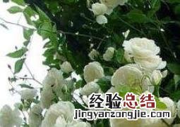 蔷薇怎么养 蔷薇怎么养才能更旺盛