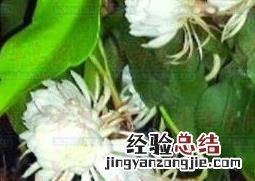 昙花怎么养殖 昙花怎么养殖多抽杆子
