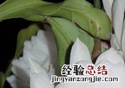 昙花怎么养殖 昙花怎么养殖多抽杆子