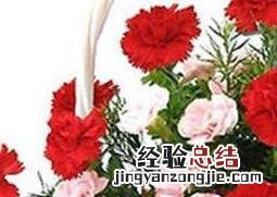 康乃馨怎么养殖盆栽 康乃馨怎么养殖