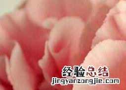 康乃馨怎么养殖盆栽 康乃馨怎么养殖