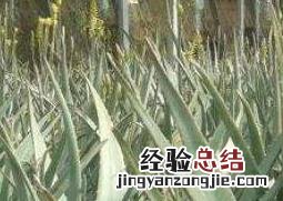 大芦荟怎么养殖视频 大芦荟怎么养殖