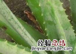 大芦荟怎么养殖视频 大芦荟怎么养殖