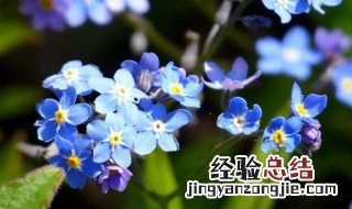 勿忘我的花语的意思 勿忘我花语的意思
