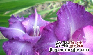 双鱼座女生的专属花 双鱼座女孩喜欢的花
