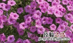 美女樱花的花语 美女樱的花语是什么