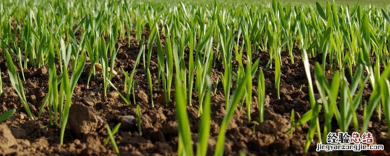 玉米种子染色胚乳着色吗 玉米胚染色实验