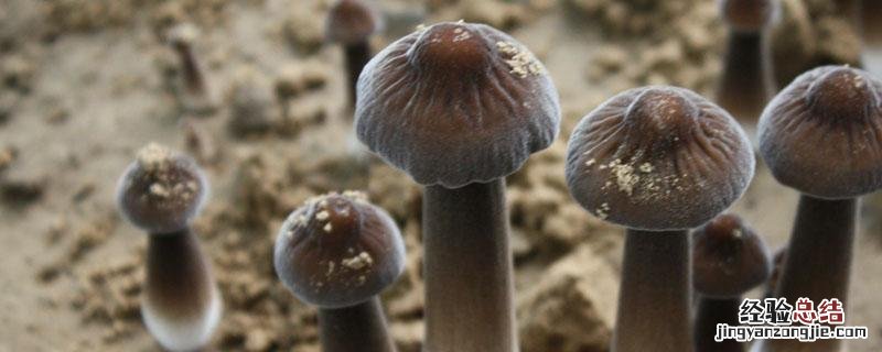 鸡枞菌怎么种植 鸡枞菌怎么种植的
