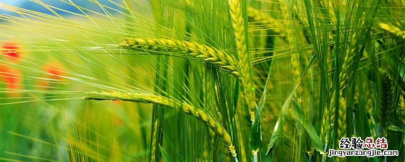 小麦是从哪里传入中国的 小麦从哪里传入中国