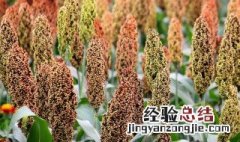高粱米的功效与作用减肥能吃吗 高粱米的功效与作用