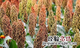 高粱米的功效与作用减肥能吃吗 高粱米的功效与作用