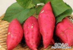 吃红薯的好处和坏处，长期吃红薯有什么危害