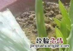 芦荟叶子能插活吗 芦荟叶子能插活吗图片
