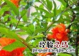 石榴花怎么养殖才结果 石榴花怎么养殖