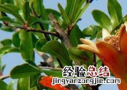 石榴花怎么养殖才结果 石榴花怎么养殖