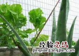 芦荟怎么养殖叶片肥厚 芦荟怎么养殖