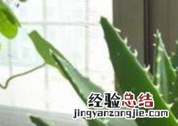 芦荟怎么养殖叶片肥厚 芦荟怎么养殖