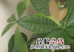 发财树怎么繁殖 发财树怎么繁殖扦插图片