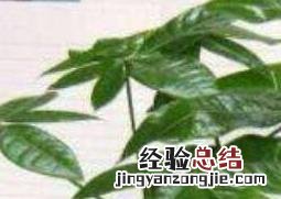 发财树怎么繁殖 发财树怎么繁殖扦插图片