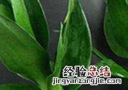 富贵竹的叶子发黄怎么办 富贵竹的叶子发黄怎么办呢