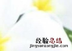 新鲜芦荟怎么涂抹脸 怎么用新鲜芦荟涂脸