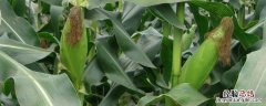 甜玉米浸种催芽技术 甜玉米怎样催芽浸种