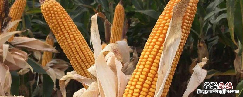 玉米种子浸泡多长时间发芽率高 玉米种子浸泡多长时间发芽率高些