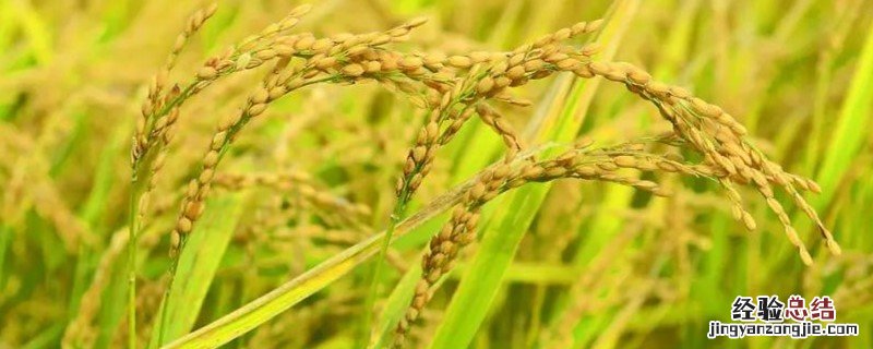 一斤水稻产多少大米 一斤水稻出多少大米
