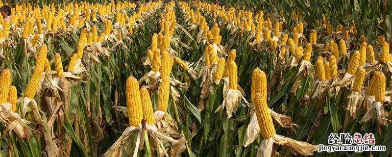 正大12号玉米品种特性 玉米品种正大12的特点