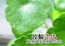金钱草的功效与作用 金钱草的功效与作用和副作用
