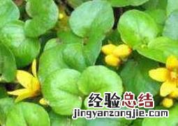 金钱草的功效与作用 金钱草的功效与作用和副作用