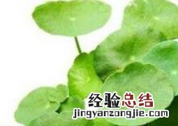金钱草怎么养殖方法和注意事项 金钱草怎么养