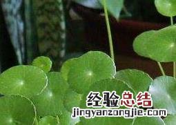 金钱草怎么养殖方法和注意事项 金钱草怎么养