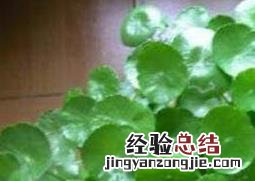 金钱草怎么泡水喝 金钱草怎么泡水喝头一锅水倒掉吗
