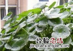 金钱草怎么泡水喝 金钱草怎么泡水喝头一锅水倒掉吗