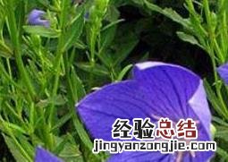 桔梗花的功效与作用及药用价值 桔梗花的功效与作用