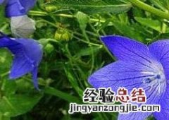桔梗花的功效与作用及药用价值 桔梗花的功效与作用