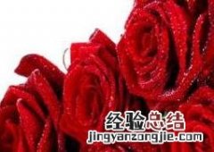 玫瑰花怎么保存成干花 玫瑰花怎么保存
