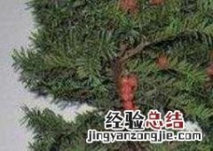 红豆杉怎么养 红豆杉怎么养殖