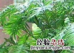 红豆杉怎么养 红豆杉怎么养殖