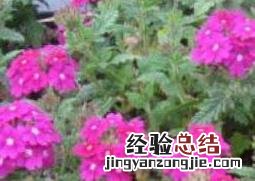 美女樱怎么养殖 美女樱的养护与种植