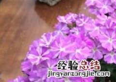 美女樱怎么养殖 美女樱的养护与种植