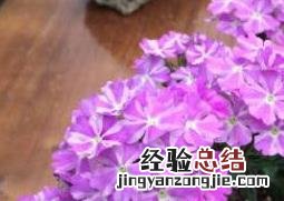 美女樱怎么养殖 美女樱的养护与种植