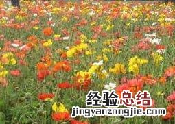 虞美人盆栽的养殖方法 虞美人的养殖方法和时间