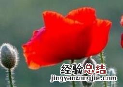 虞美人盆栽的养殖方法 虞美人的养殖方法和时间