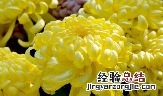 菊花代表着什么样的品质 菊花代表着什么