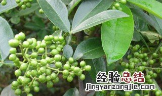 藤椒与青花椒区别是什么意思 藤椒与青花椒区别是什么